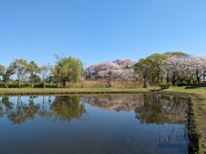 行田市の観光でおすすめのモデルコース！歴史と自然を探訪