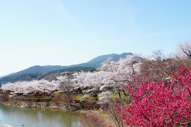 恵那峡の桜と花桃(photoac 29495451 S